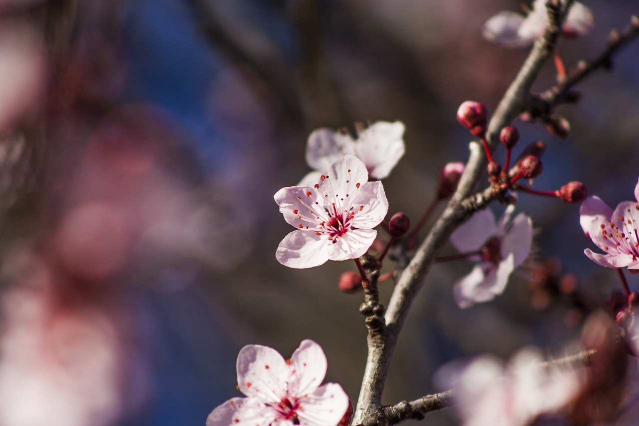 plum blossom spring flower free photo