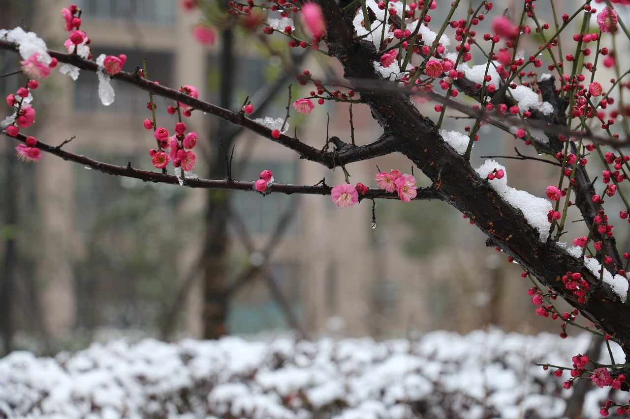 plum blossom snow winter free photo