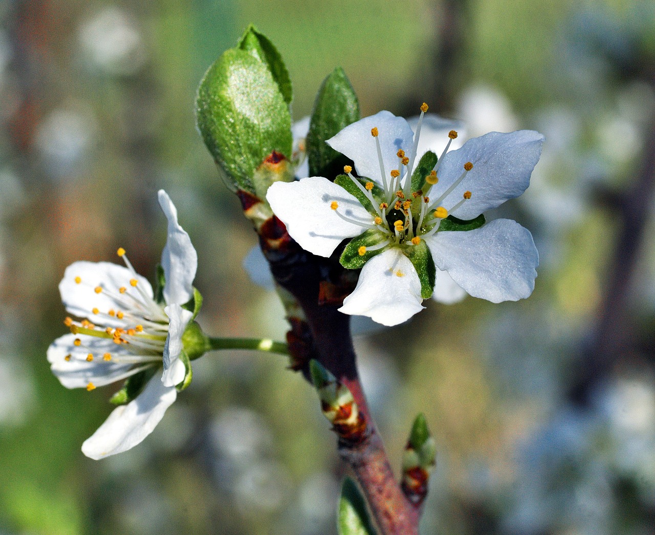 plum blossom flower spring free photo