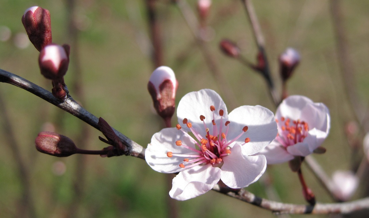 plum blossom cherry blossom cherry free photo