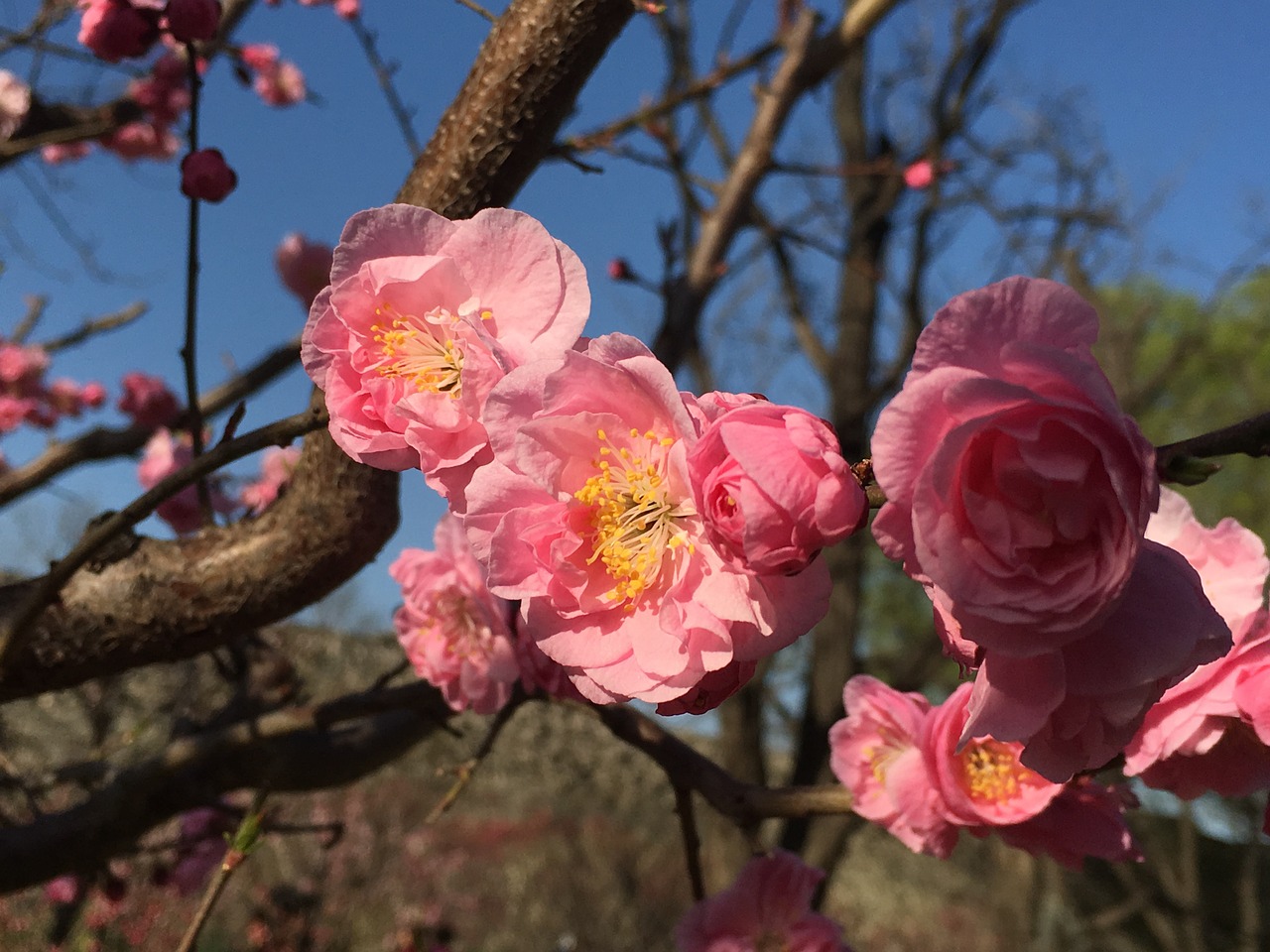 plum blossom plum festival beijing free photo