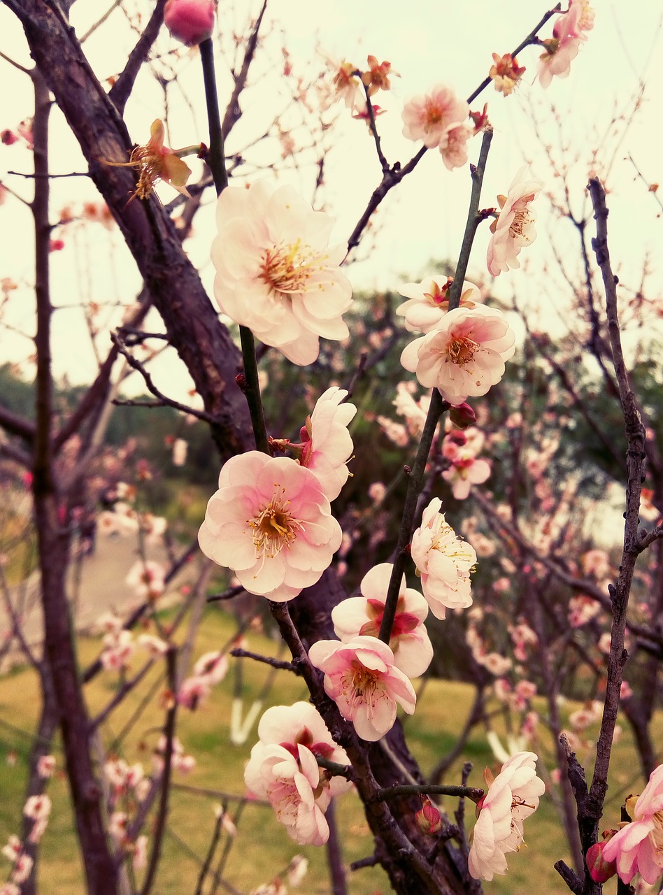 plum blossom plum flower free photo