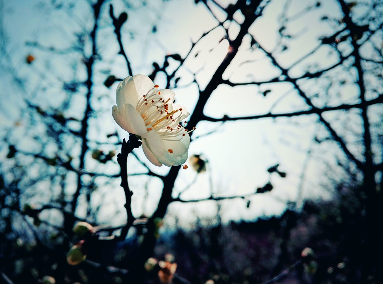 plum blossom winter plant free photo