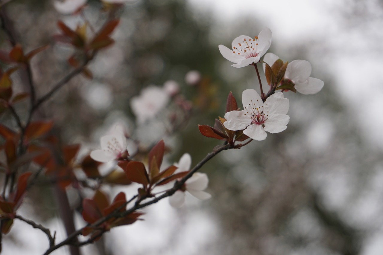 plum blossom samuume spring free photo