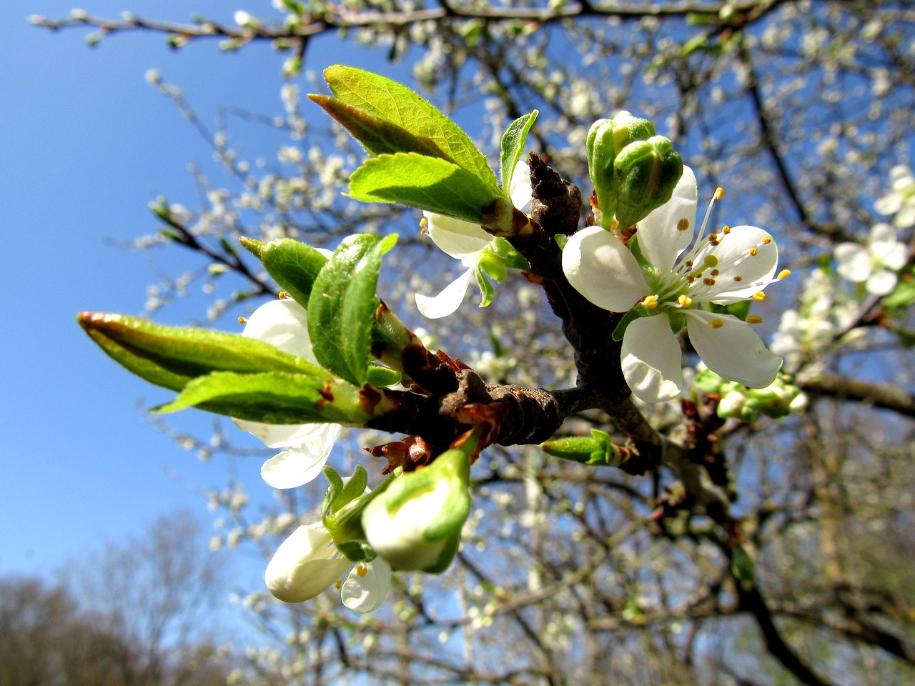 plum blossom plum tree fruit tree blossom free photo