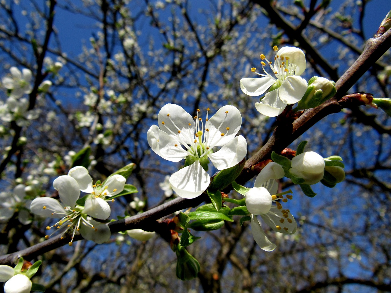 plum blossom fruit tree blossom free pictures free photo