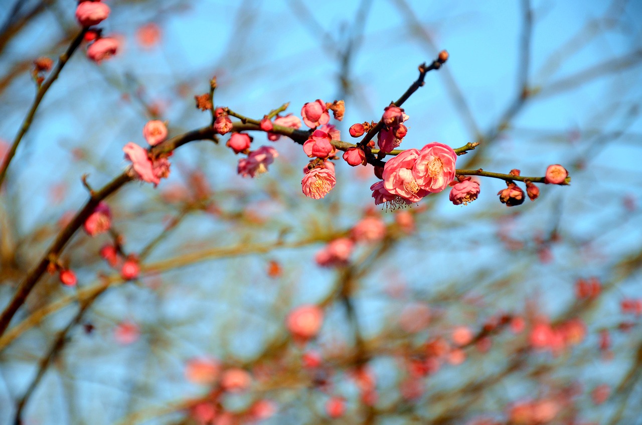plum blossom the scenery spring free photo