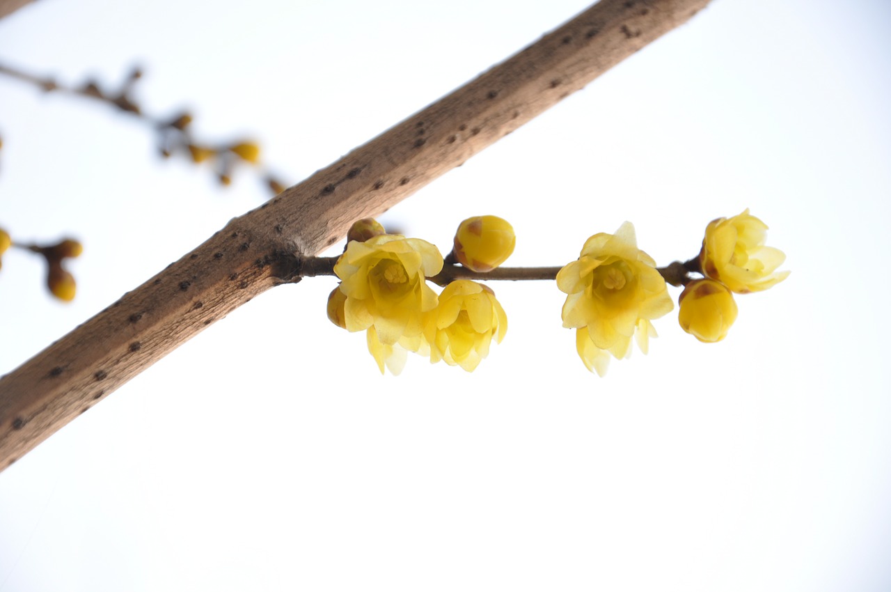 plum blossom winter image free photo