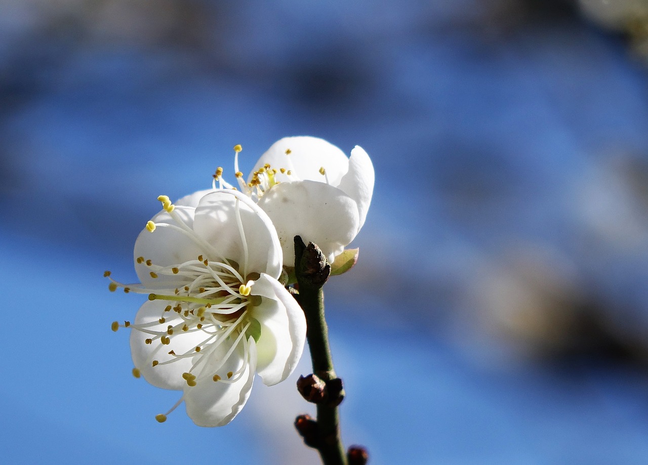 plum blossom blue day cold free photo