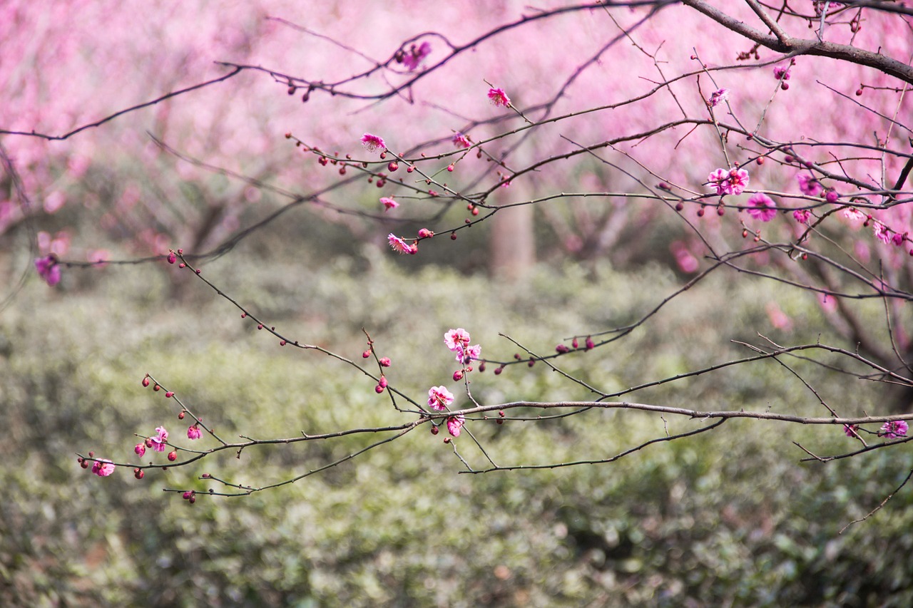 plum blossom ink china wind free photo