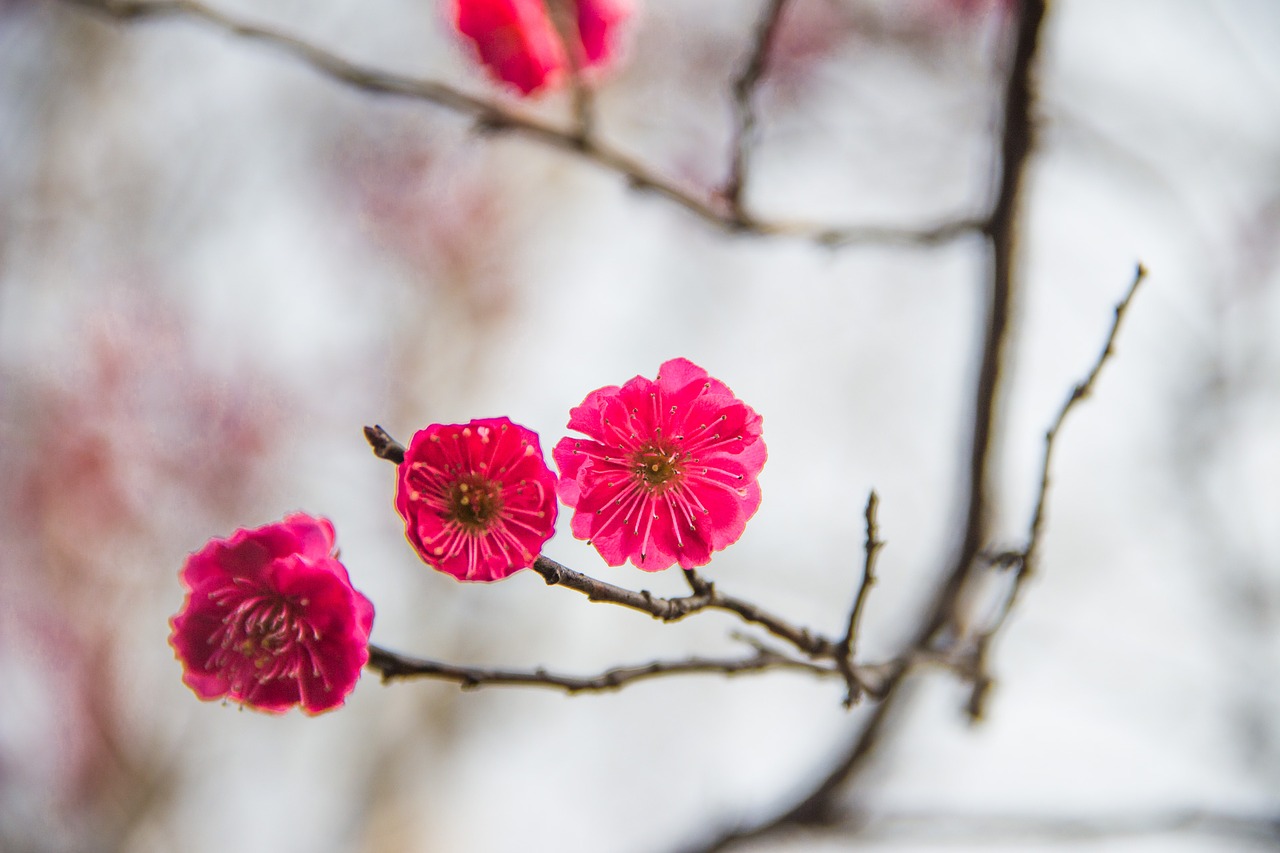 plum blossom ink china wind free photo