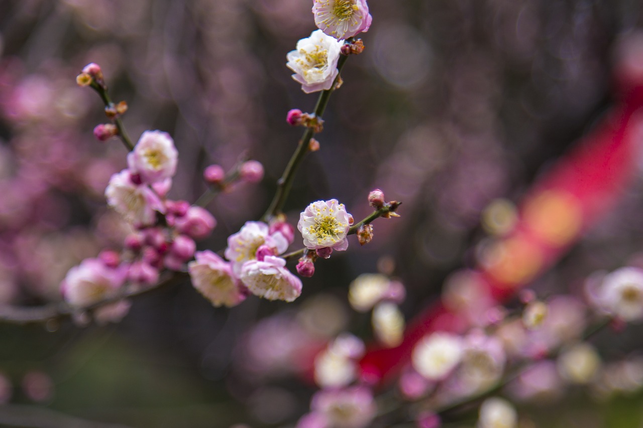 plum blossom wuxi plum garden free photo