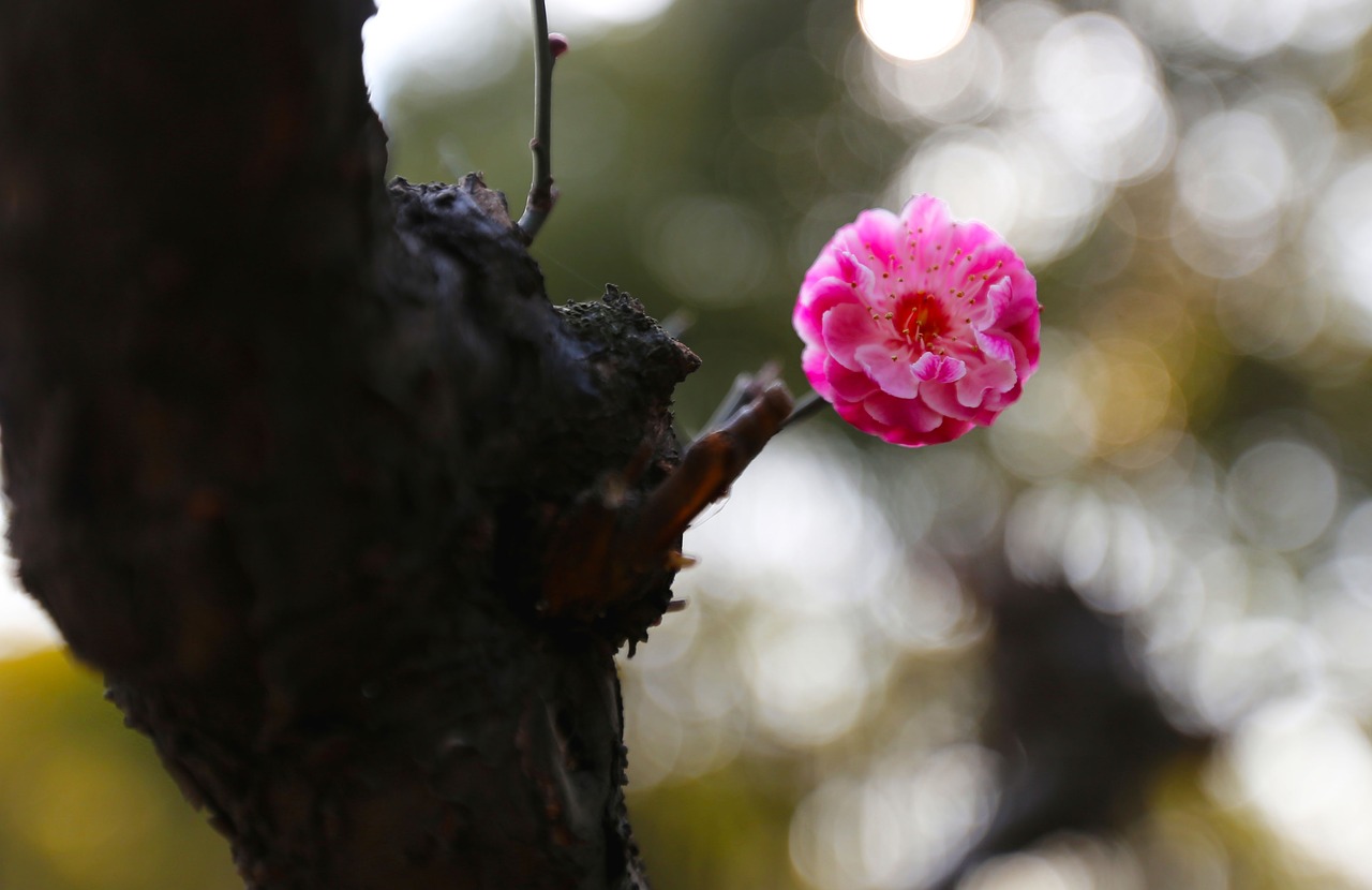 plum blossom flower spring free photo