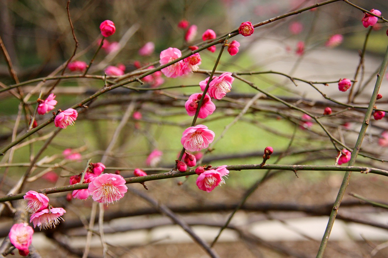 plum blossom flower views free photo