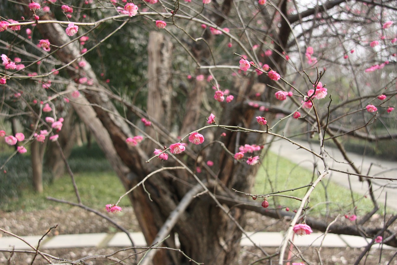 plum blossom flower views free photo