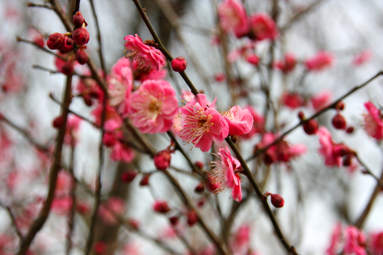 plum blossom flower views free photo