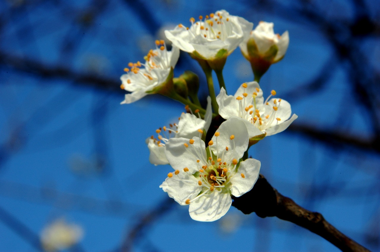 plum blossom white branches free photo