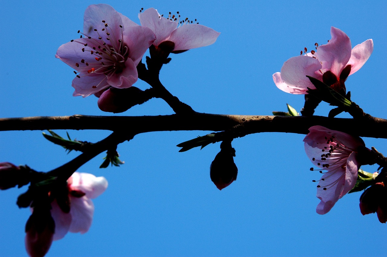 plum blossom pink branches free photo