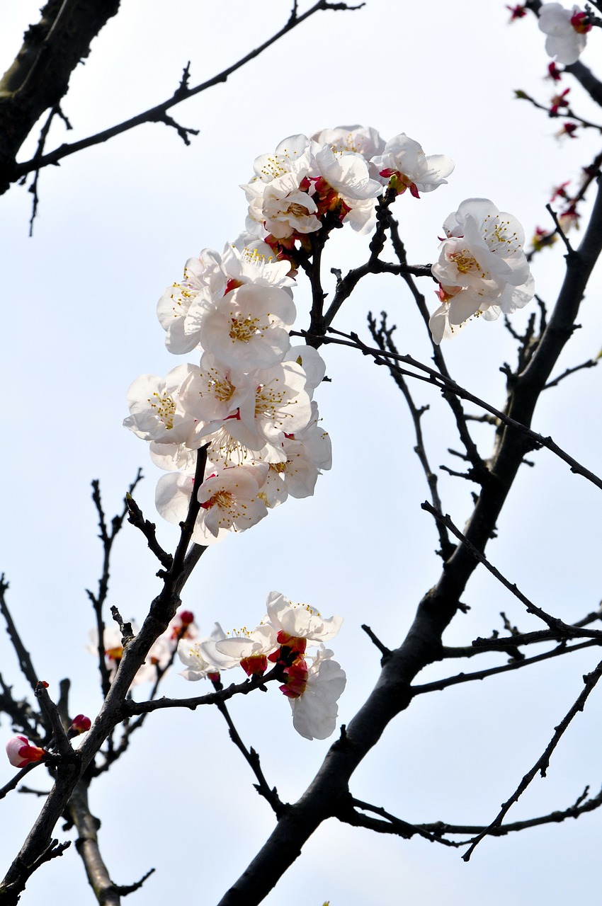 plum blossom branches white free photo