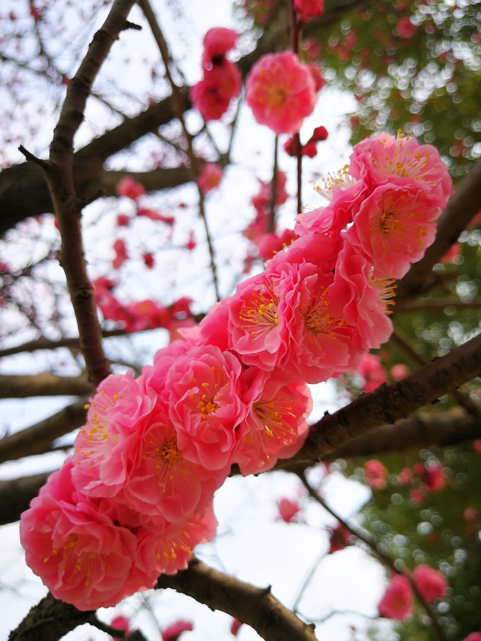 plum blossom tree season free photo