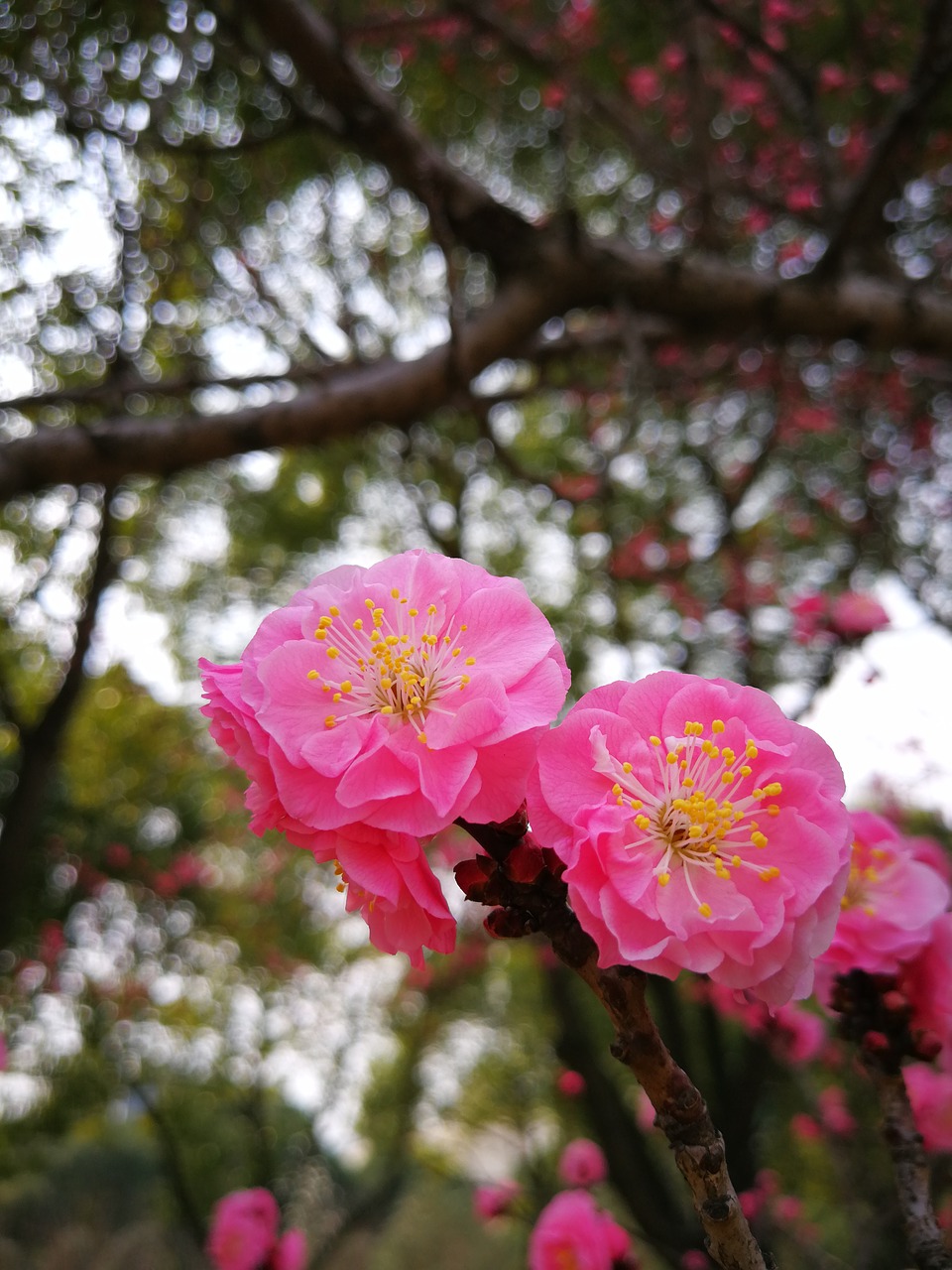 plum blossom flower nature free photo
