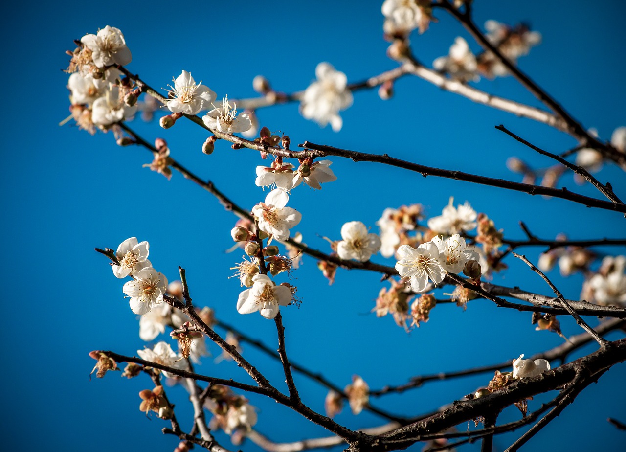 plum blossom  the scenery  winter landscape free photo