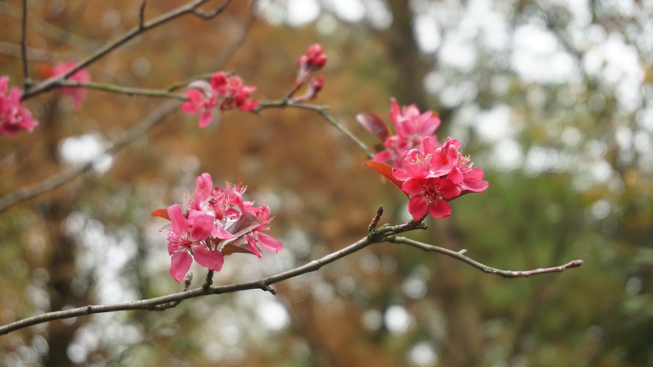 plum blossom  branch  flower free photo