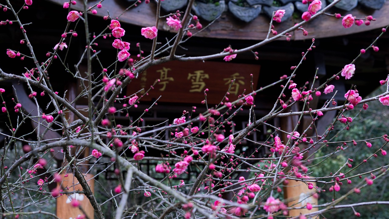 plum blossom  pavilions  spring free photo