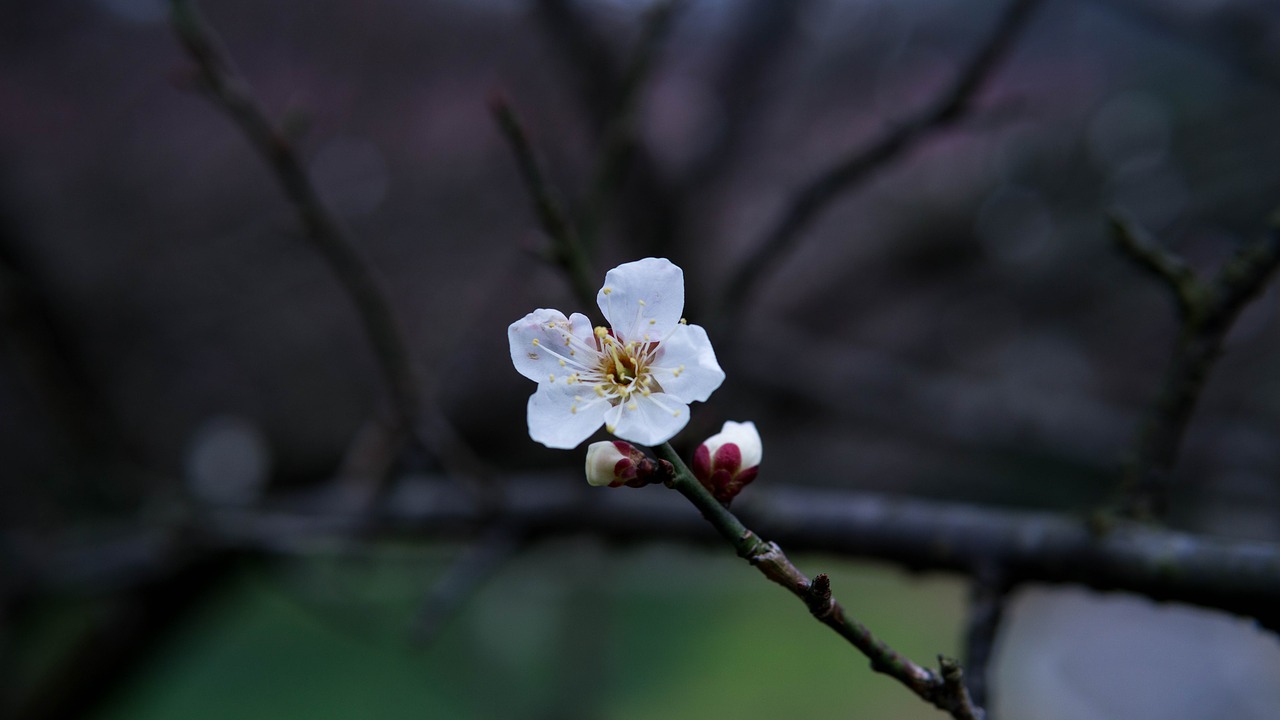 plum blossom  white  petal free photo