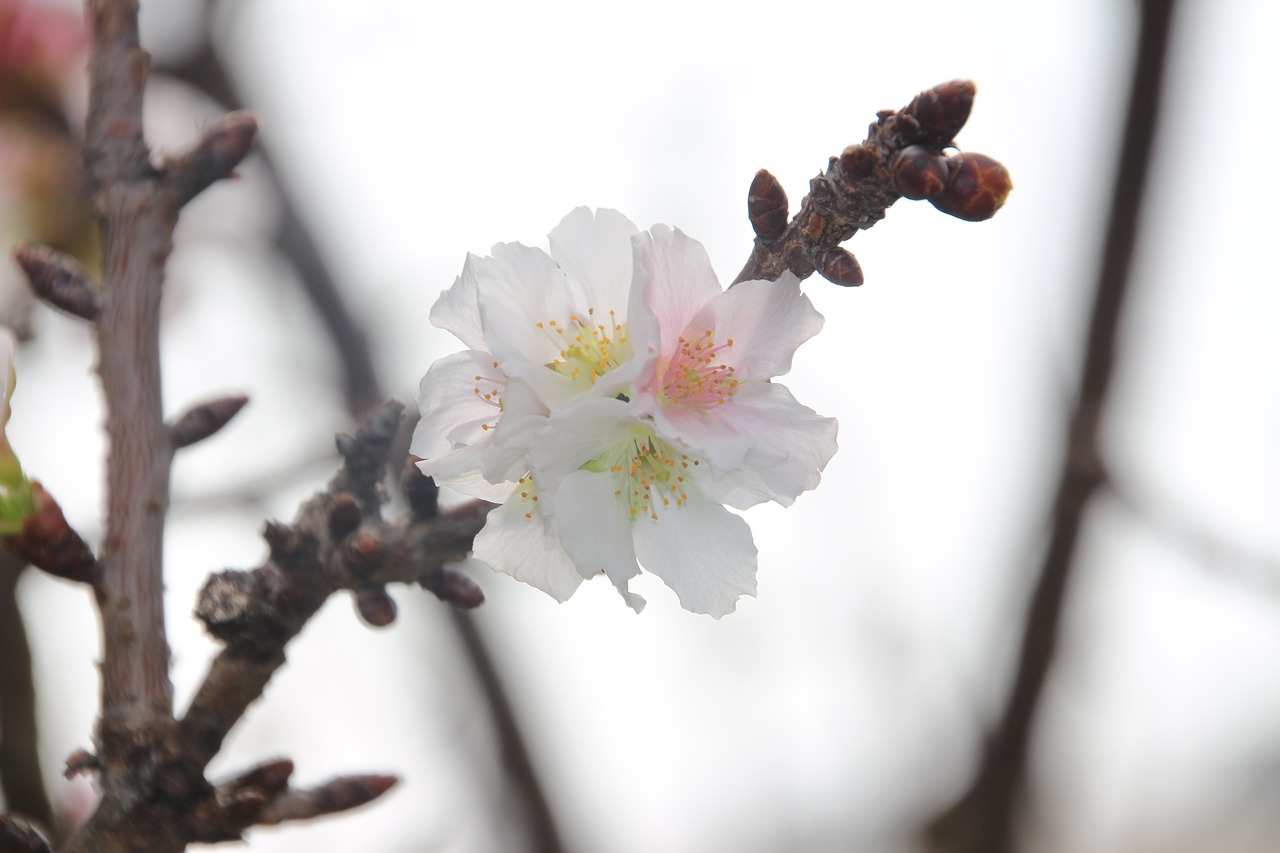 plum blossom  flower  white free photo