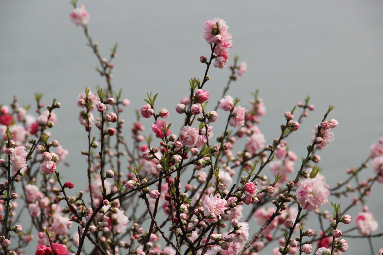 plum blossom the scenery spring free photo