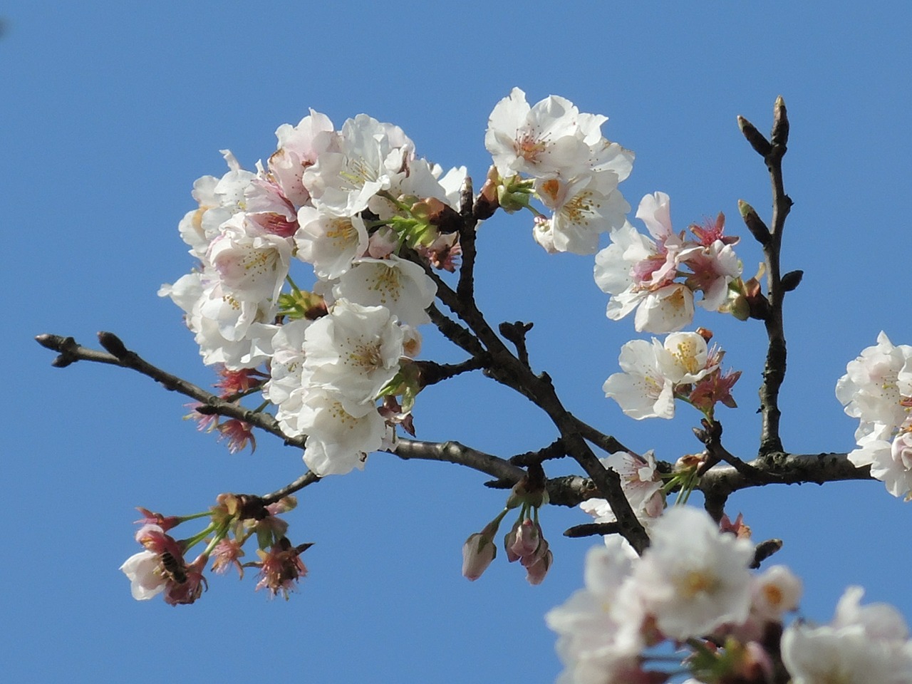 plum blossom flower plum free photo