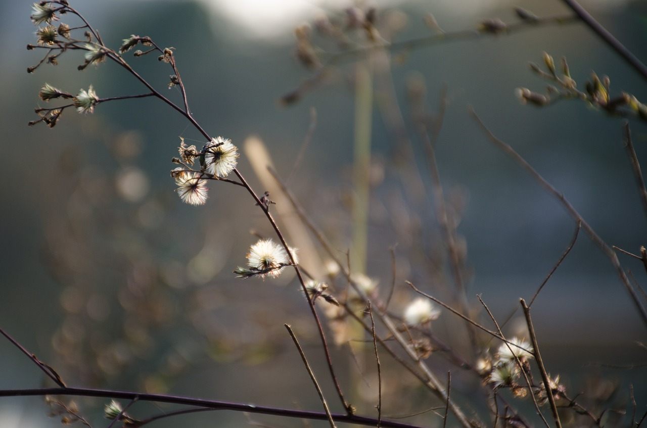 plum blossom plant white flower free photo