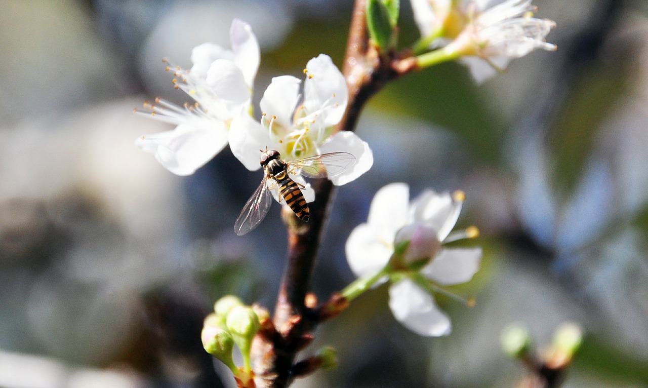plum blossom bee flower free photo