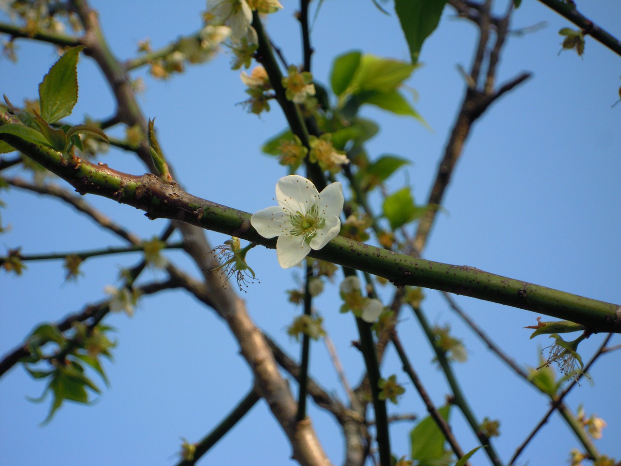 plum blossom japanese apricot 蔣 's former residence free photo
