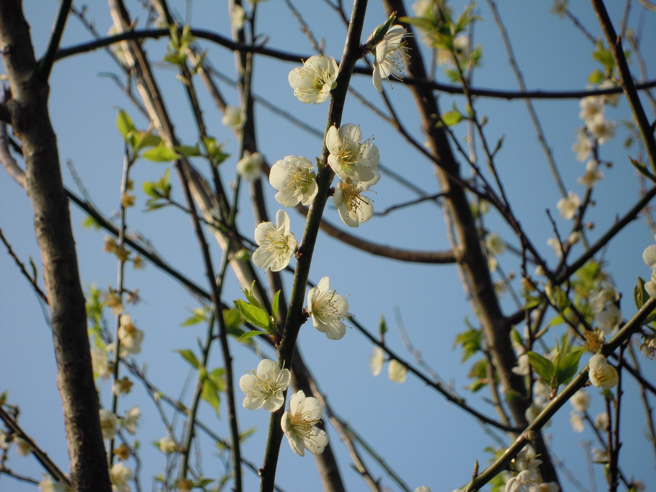 plum blossom spring japanese apricot free photo