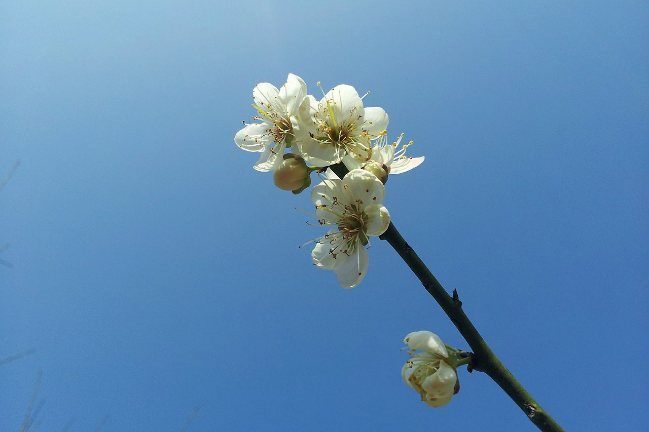 plum blossom blue sky simple free photo