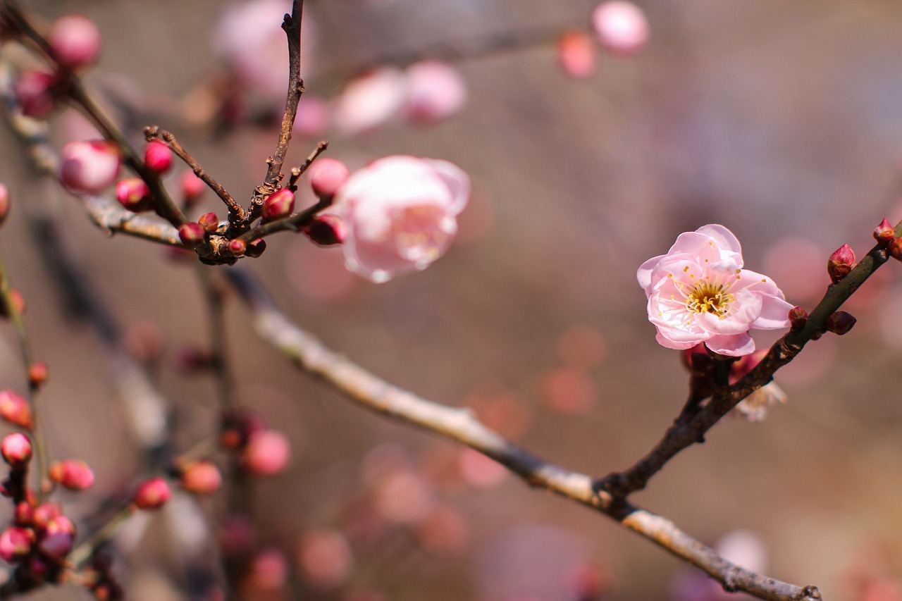 plum blossom tree wood forest free photo