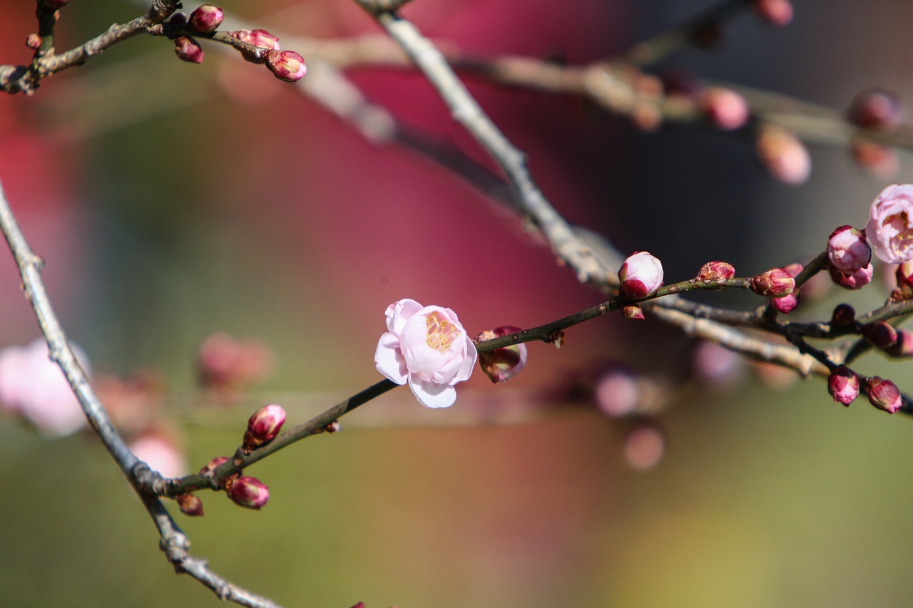 plum blossom tree wood forest free photo