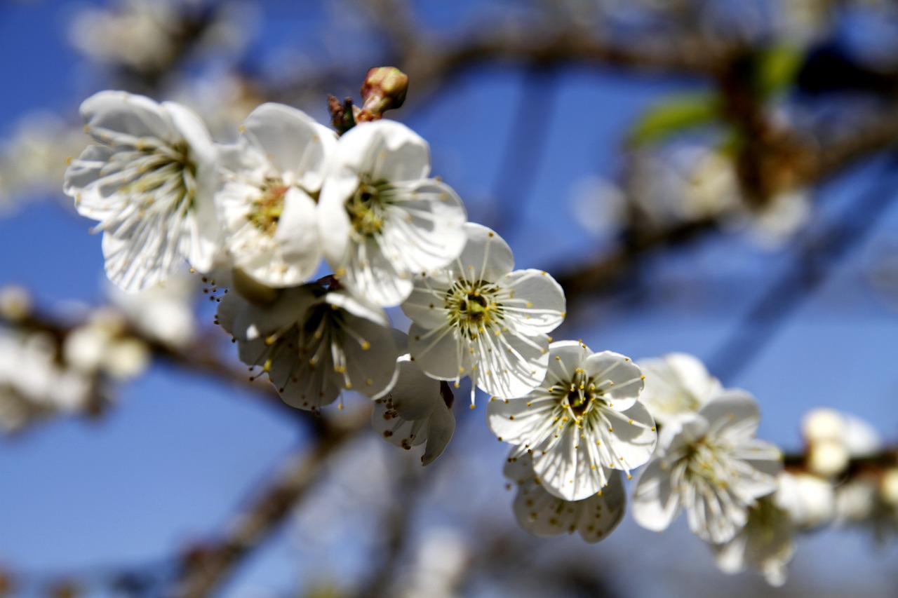 plum blossom shǎng flowers flowers and plants free photo
