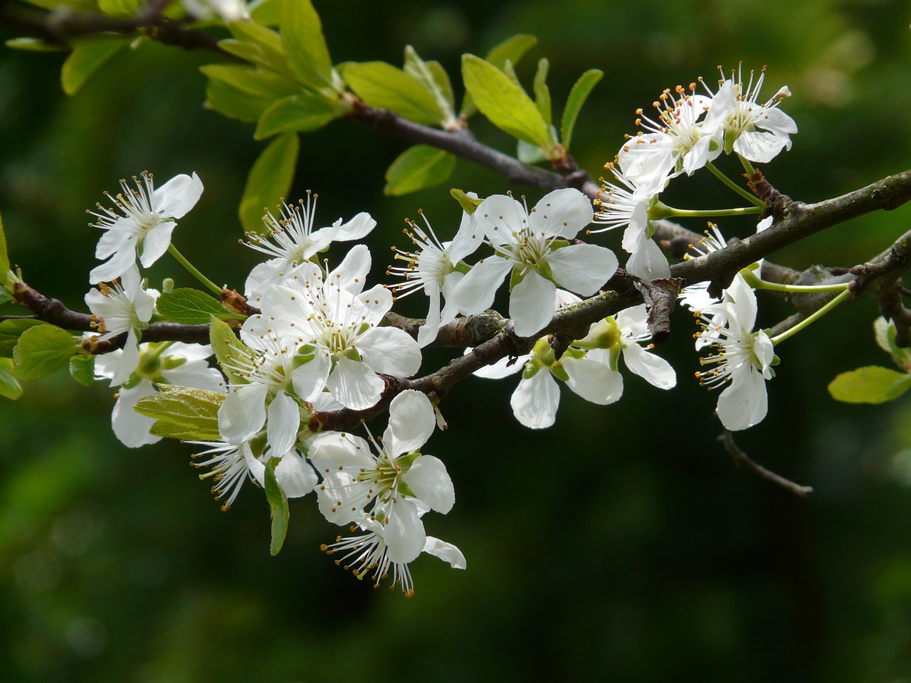 plum blossom,plum,blossom,bloom,tree,spring,bloom,white,branch,free pictures, free photos, free images, royalty free, free illustrations, public domain