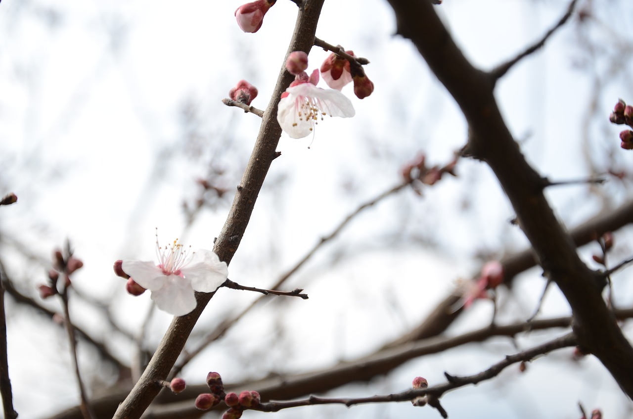 plum blossom white pure free photo
