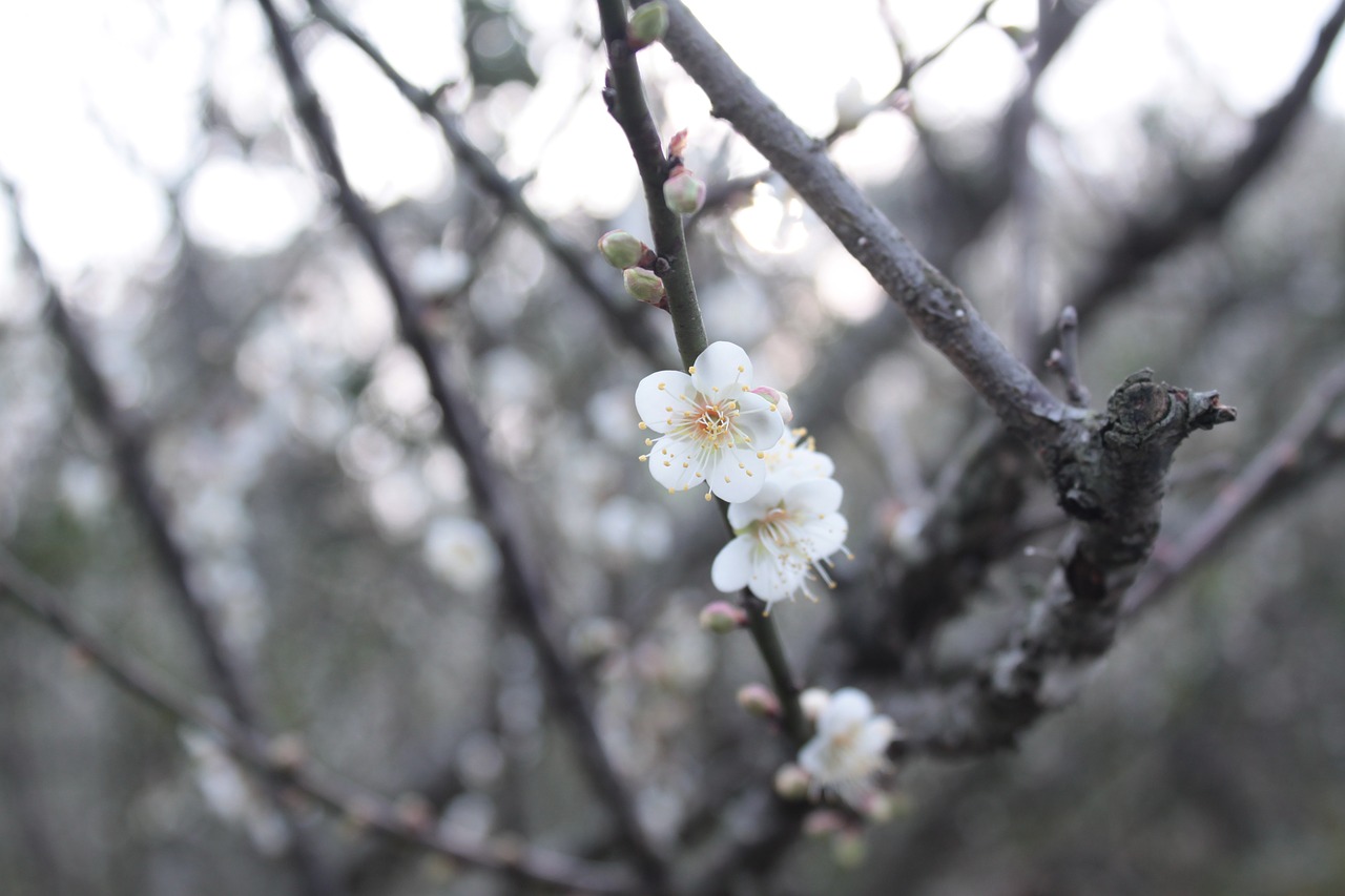 plum blossom beautiful romantic free photo