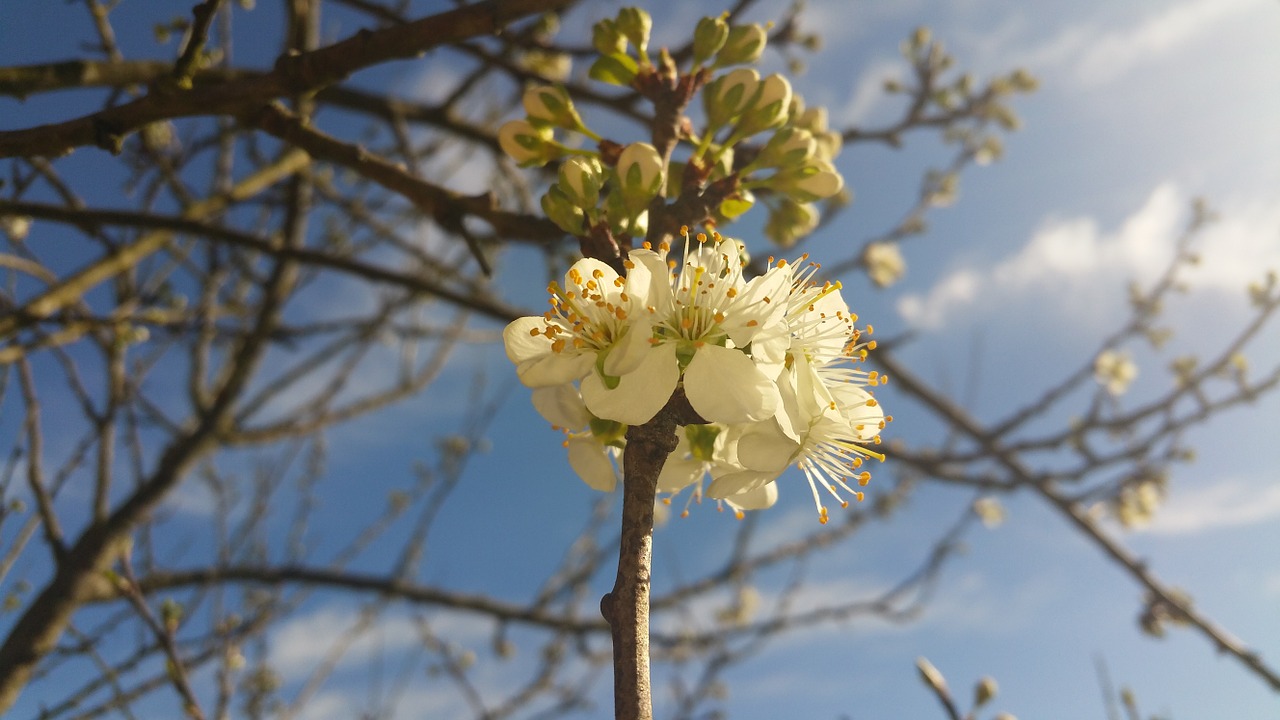 plum blossom tree branch free photo