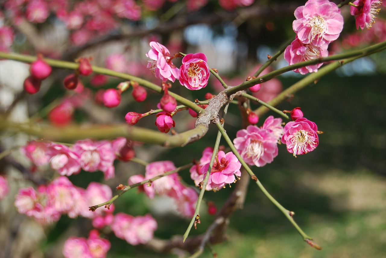 plum blossom china wind pink free photo