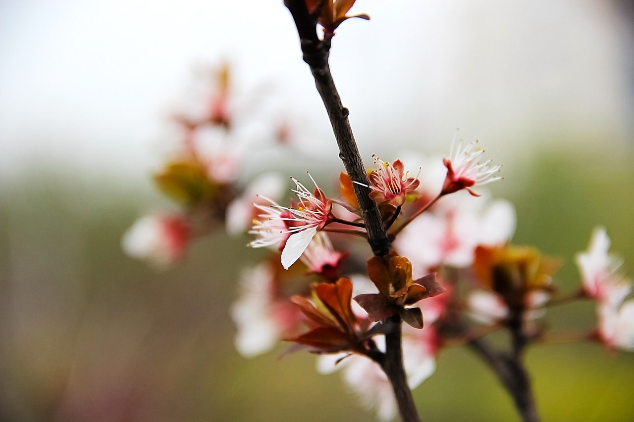 plum blossom,autumn,winter,vintage,wood,cherry blossom,free pictures, free photos, free images, royalty free, free illustrations, public domain