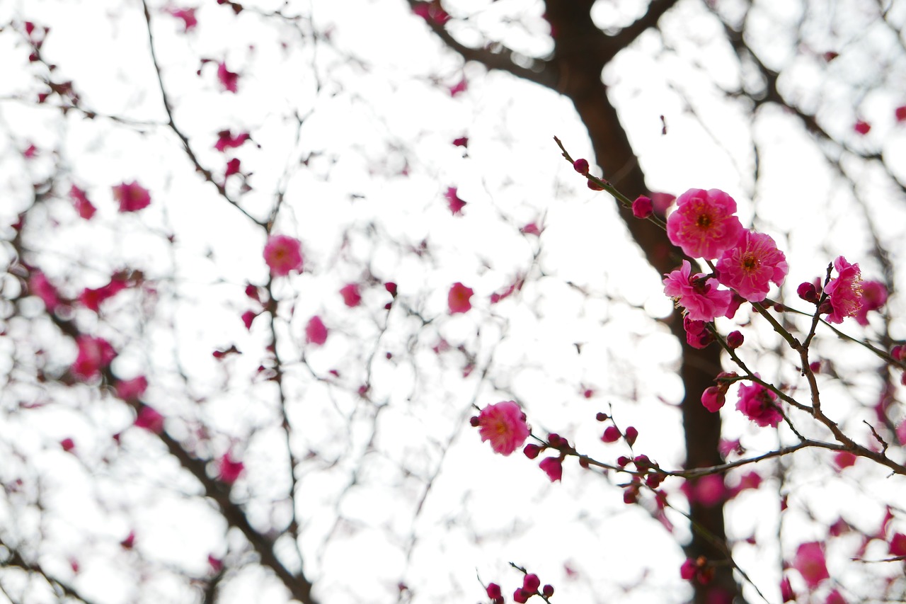 plum blossoms quarter wood free photo