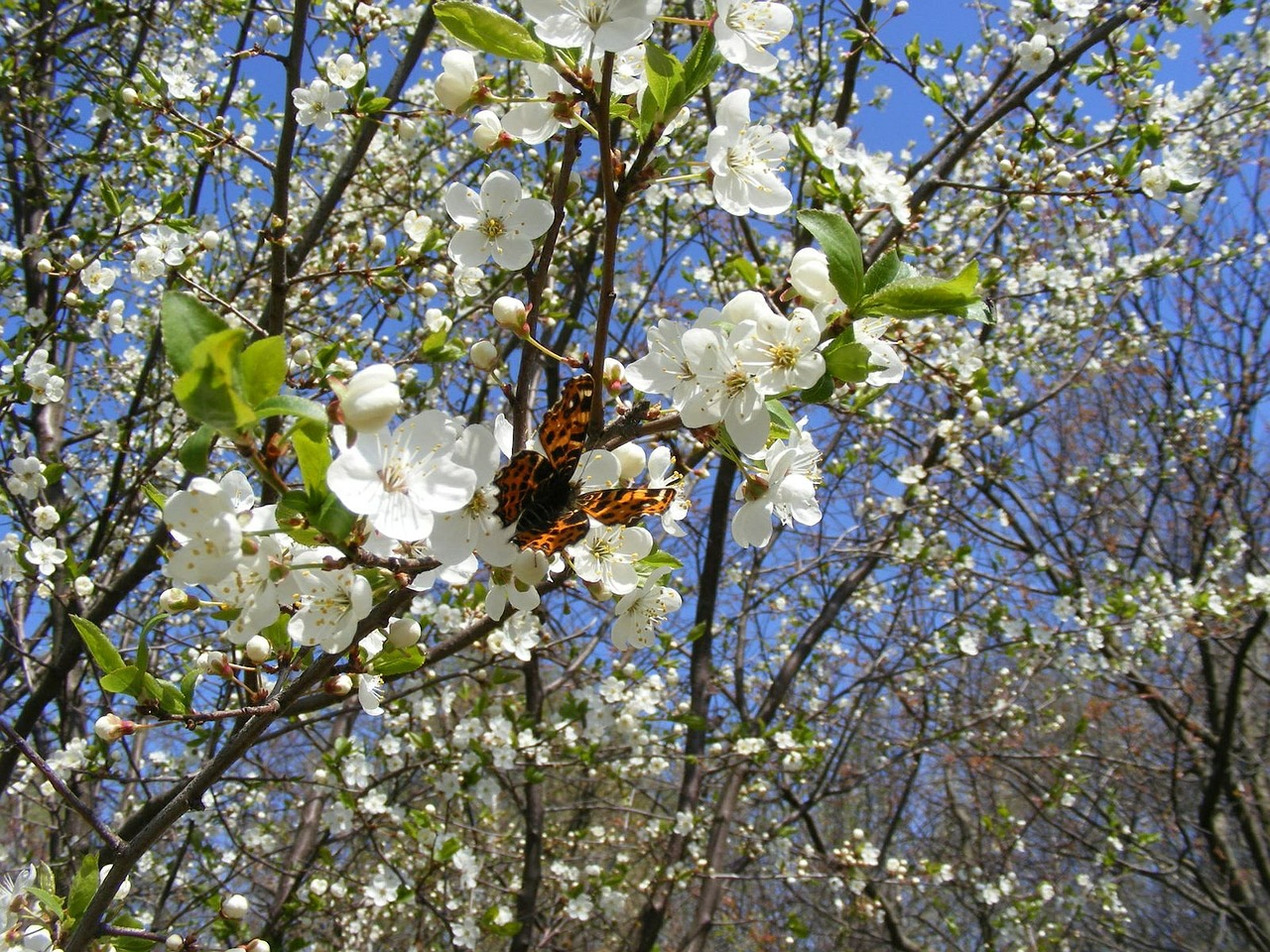 plum flower spring flowers free photo