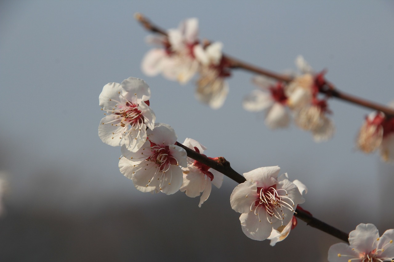 plum flower flowers spring free photo