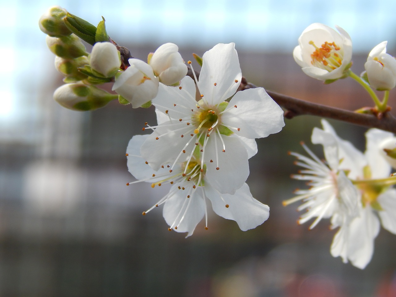 plum flowers nature flower free photo